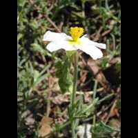 Helianthemum apenninum subsp Apenninum (fam Cistacees) (Europe sud et sud-ouest) (5)